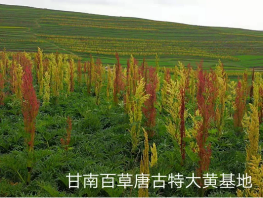 集團全力助推甘肅甘南藏族自治州合作市委托招商引資，搶占發(fā)展先機壯大高原支柱產(chǎn)業(yè)