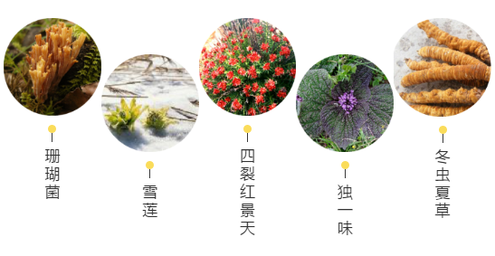 【甘南政府招商推介】立足生態(tài)優(yōu)勢，推動綠色發(fā)展，打造青藏高原上的生態(tài)文明高地