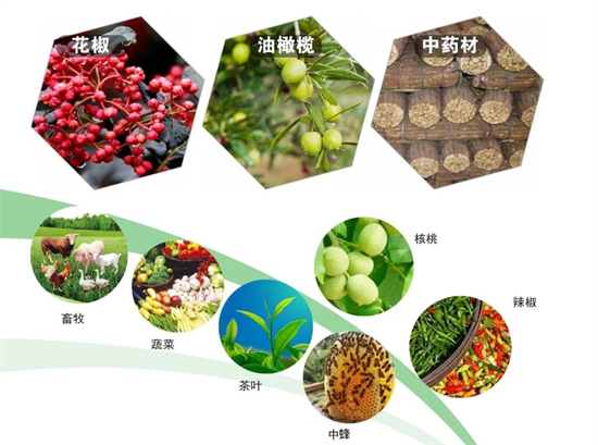 集團全力助推甘肅隴南武都區(qū)委托招商引資，將地域資源優(yōu)勢轉(zhuǎn)化為經(jīng)濟發(fā)展新動能